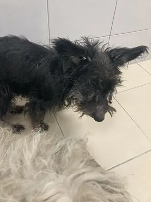 Pies do adopcji, Oborniki, 5 stycznia 2025 (2/5)