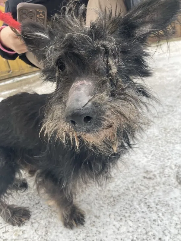 Pies do adopcji, Oborniki, 5 stycznia 2025 (3/5)