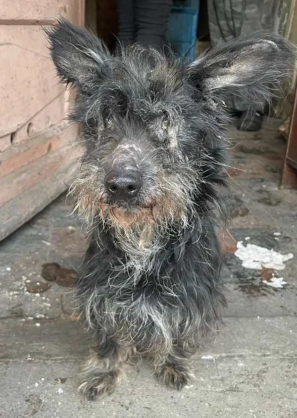 Pies do adopcji, Oborniki, 5 stycznia 2025 (4/5)