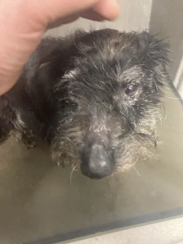 Pies do adopcji, Oborniki, 5 stycznia 2025 (5/5)