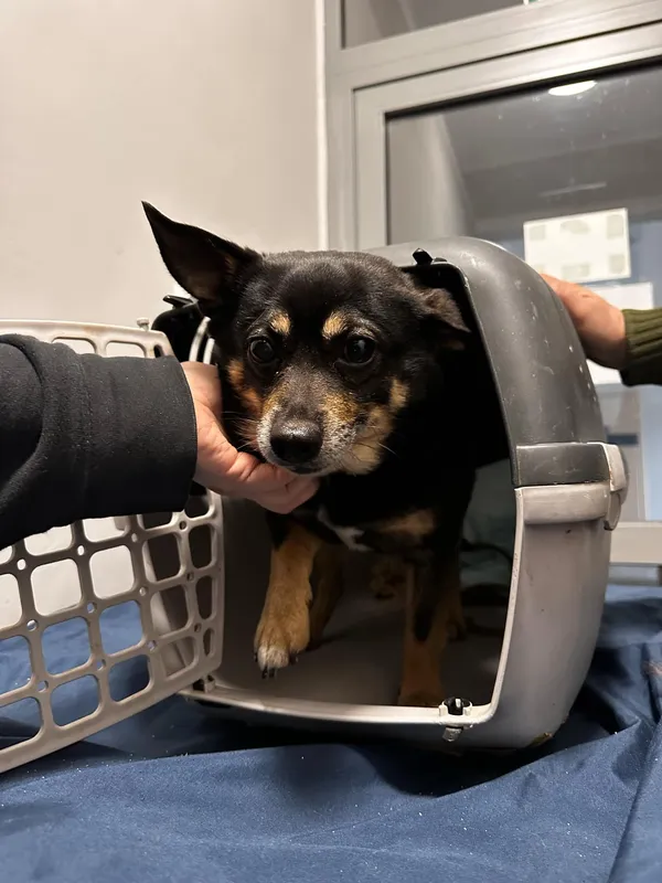 Znaleziono psa, Olsztyn, 13 lutego 2025