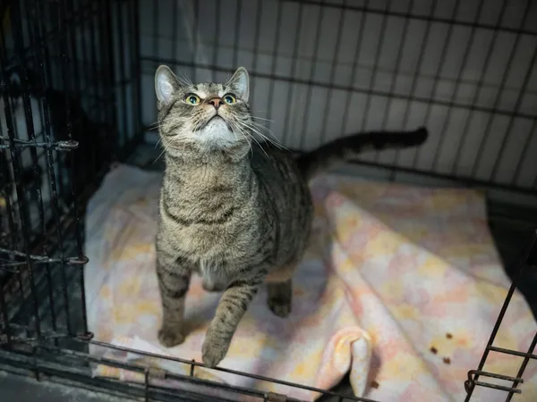 Znaleziono kota, Sosnowiec, 11 lutego 2025 (3/5)