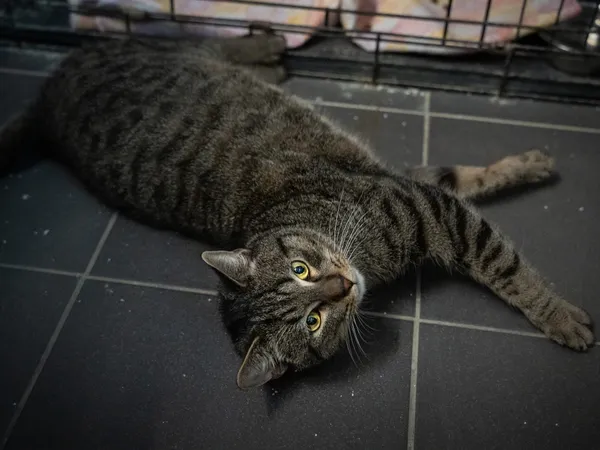 Znaleziono kota, Sosnowiec, 11 lutego 2025 (4/5)