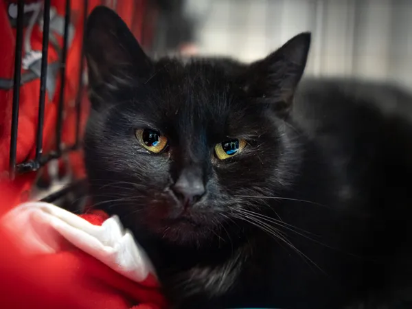 Znaleziono kota, Sosnowiec, 11 lutego 2025 (1/3)