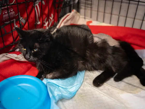 Znaleziono kota, Sosnowiec, 11 lutego 2025 (2/3)