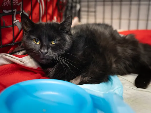 Znaleziono kota, Sosnowiec, 11 lutego 2025 (3/3)