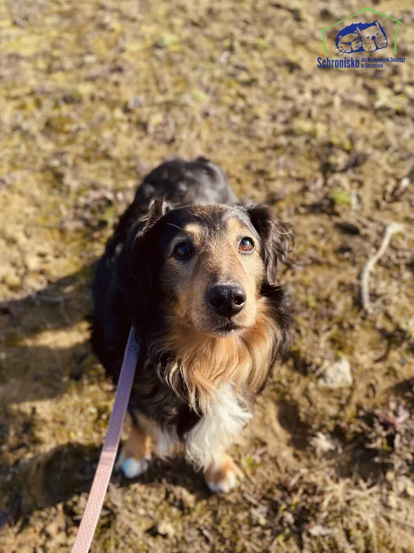 Znaleziono psa, Szczecin, 15 lutego 2025 (2/4)