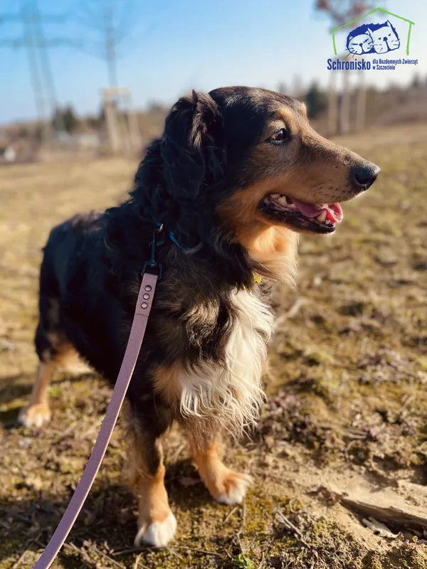 Znaleziono psa, Szczecin, 15 lutego 2025 (4/4)
