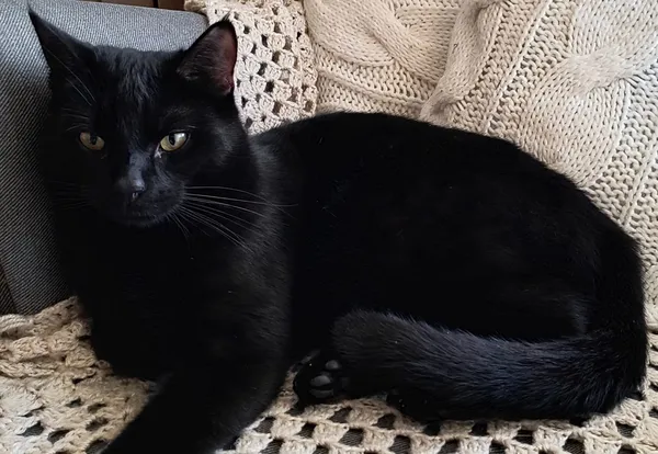 Zaginął kot, Stryków, 16 lutego 2025