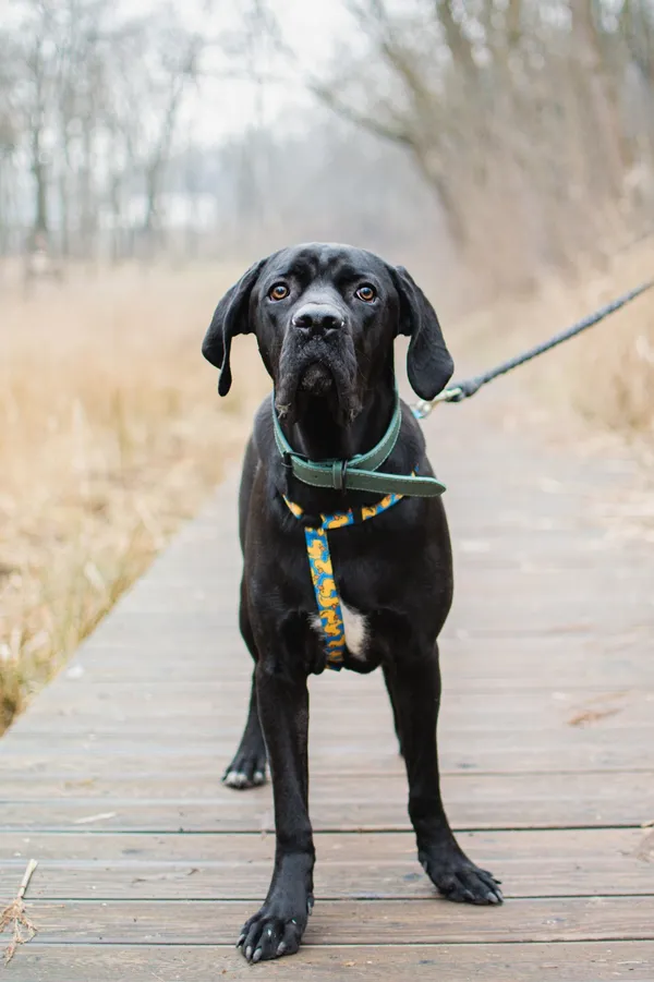 Pies do adopcji, Sosnowiec, 11 lutego 2025 (1/5)