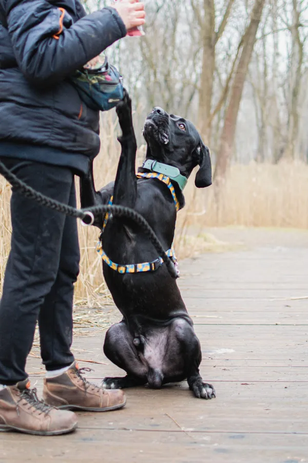 Pies do adopcji, Sosnowiec, 11 lutego 2025 (2/5)