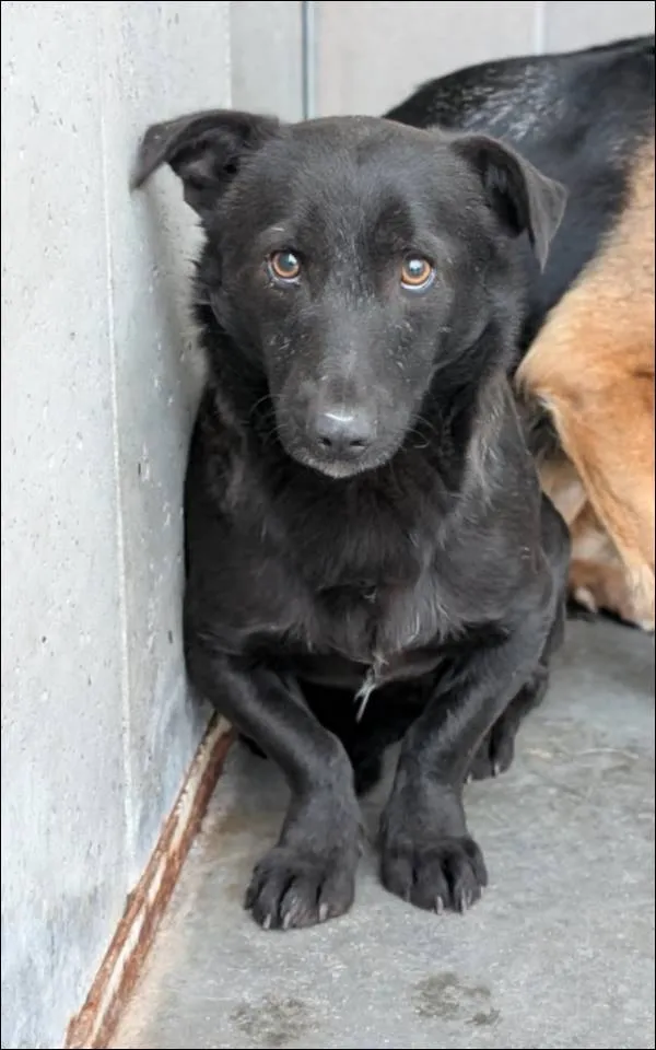 Znaleziono psa, Grudziądz, 12 lutego 2025