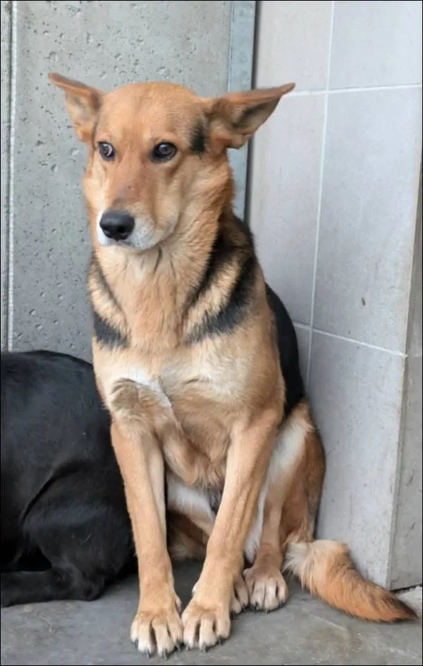 Znaleziono psa, Grudziądz, 12 lutego 2025