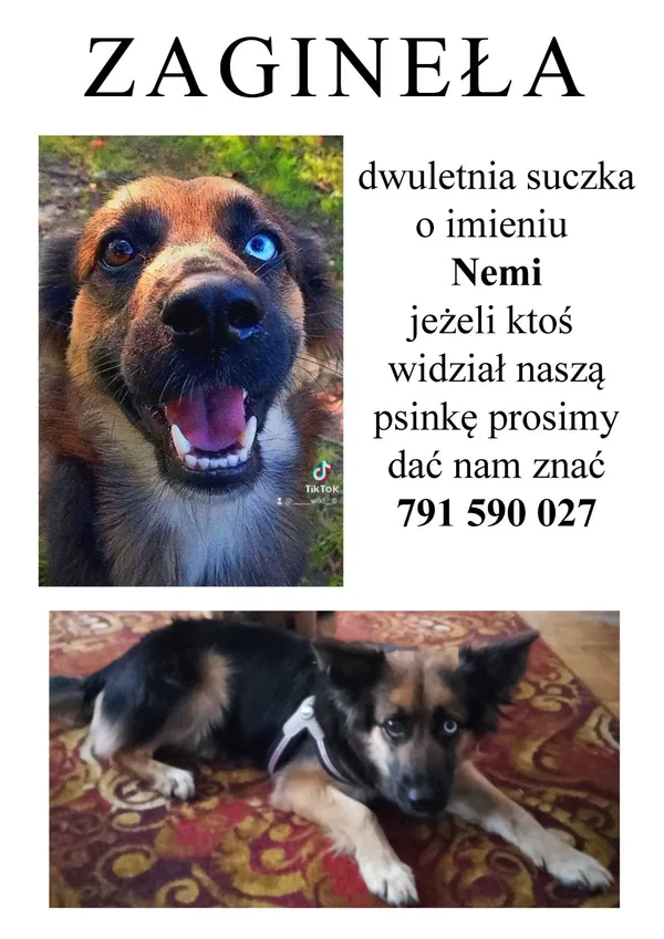 Zaginął pies, Gierałtowice, 16 lutego 2025 (2/2)