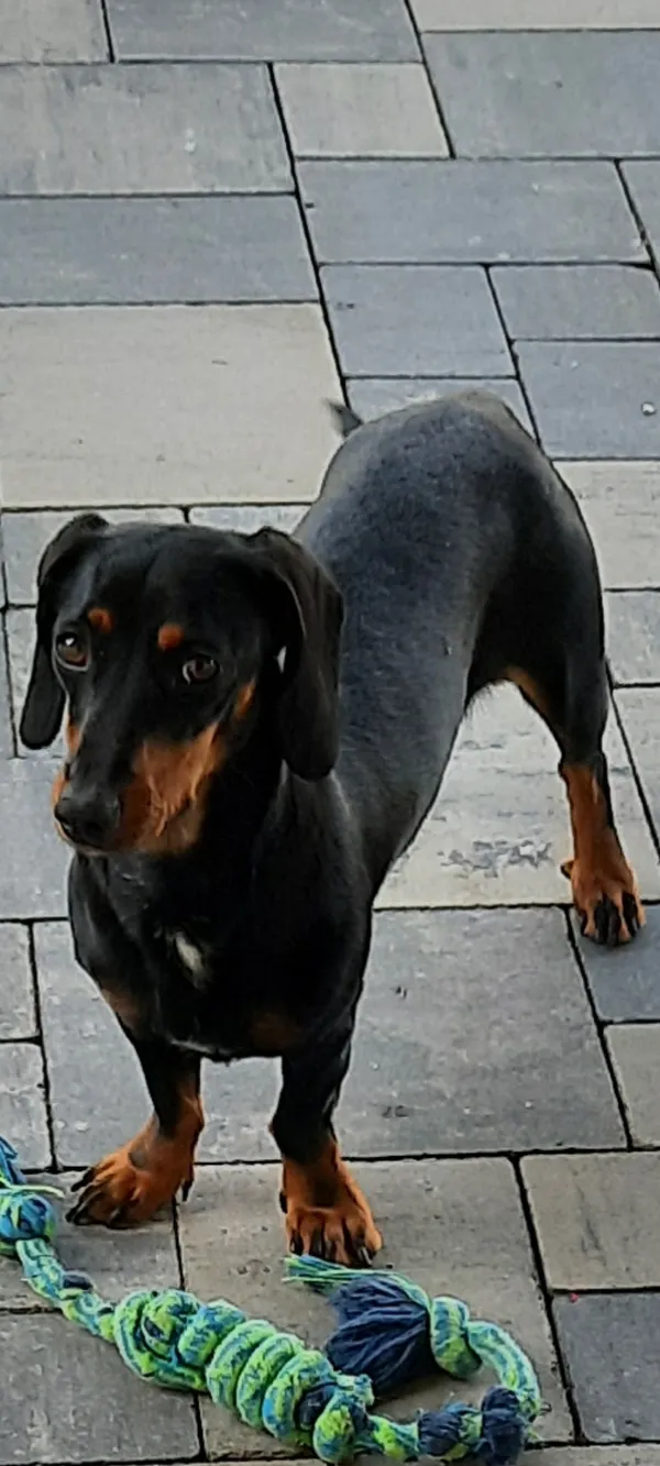 Zaginął pies, Połajewo, 16 lutego 2025 (1/2)