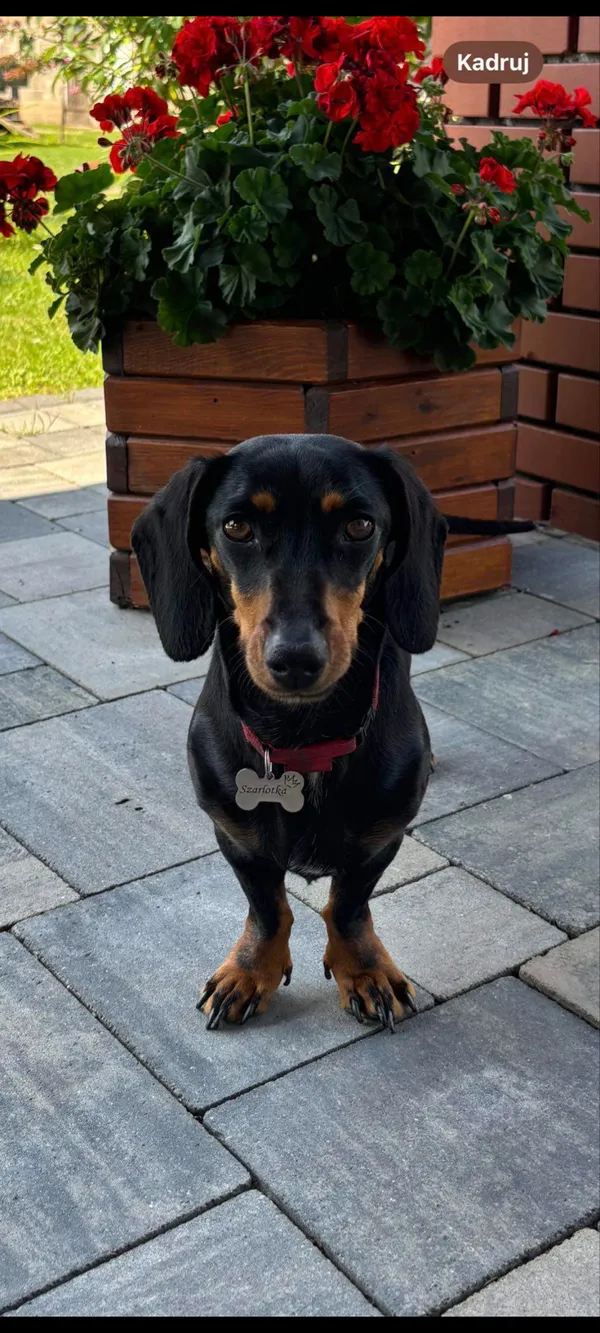 Zaginął pies, Połajewo, 16 lutego 2025 (2/2)