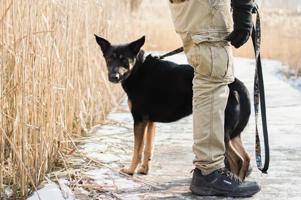 Znaleziono psa, Sosnowiec, 16 lutego 2025 (1/3)