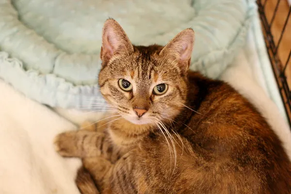 Znaleziono kota, Wałbrzych, 12 lutego 2025 (1/2)