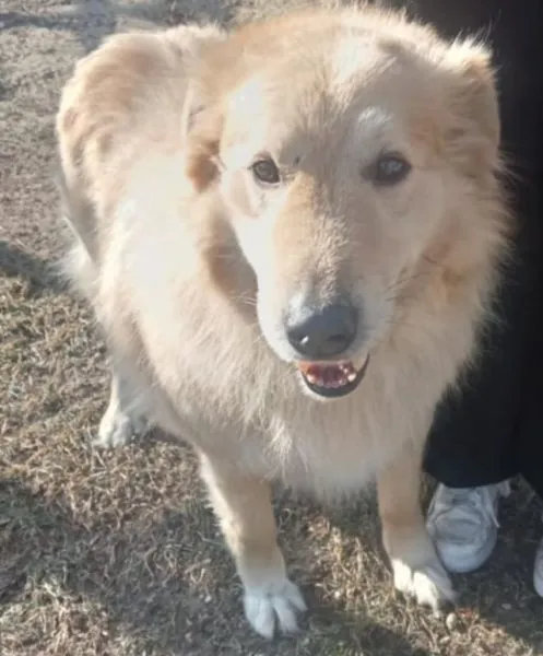 Znaleziono psa, Radom, 12 lutego 2025