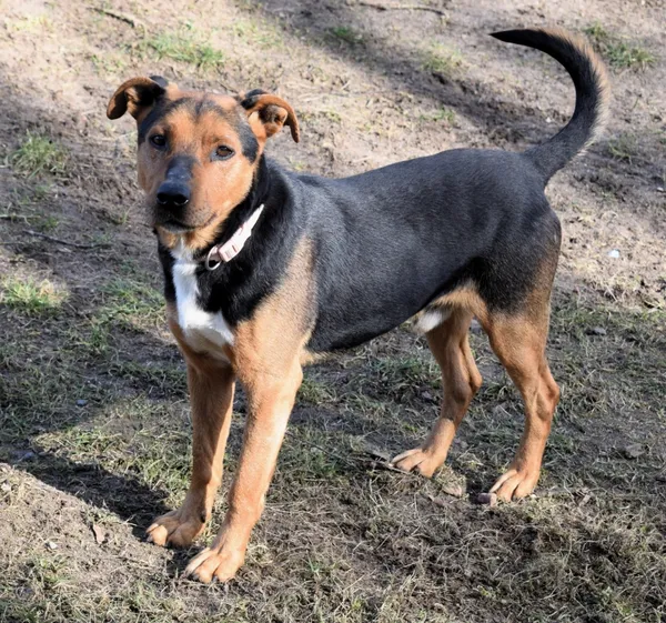 Znaleziono psa, Pieckowo, 13 lutego 2025 (1/5)