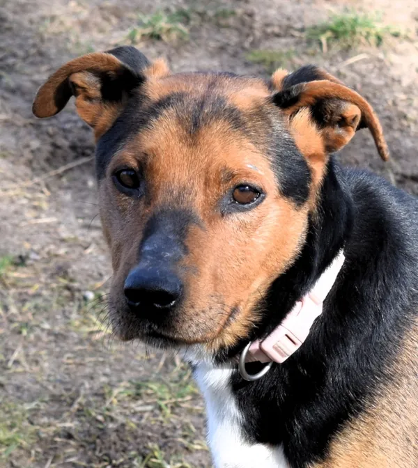 Znaleziono psa, Pieckowo, 13 lutego 2025 (2/5)