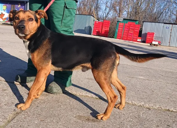 Znaleziono psa, Pieckowo, 13 lutego 2025 (4/5)