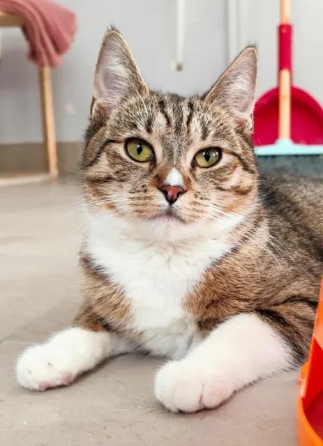 Kot do adopcji, Piła, 22 lipca 2024