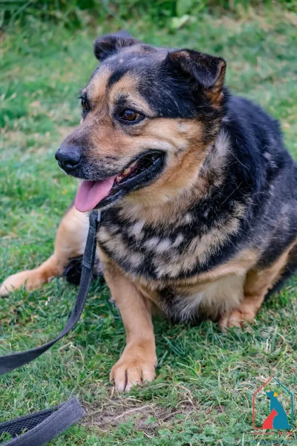 Pies do adopcji, Grudziądz, 19 sierpnia 2024 (1/5)