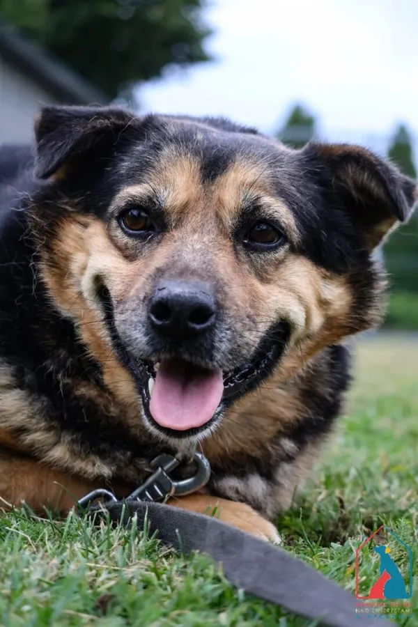 Pies do adopcji, Grudziądz, 19 sierpnia 2024 (3/5)