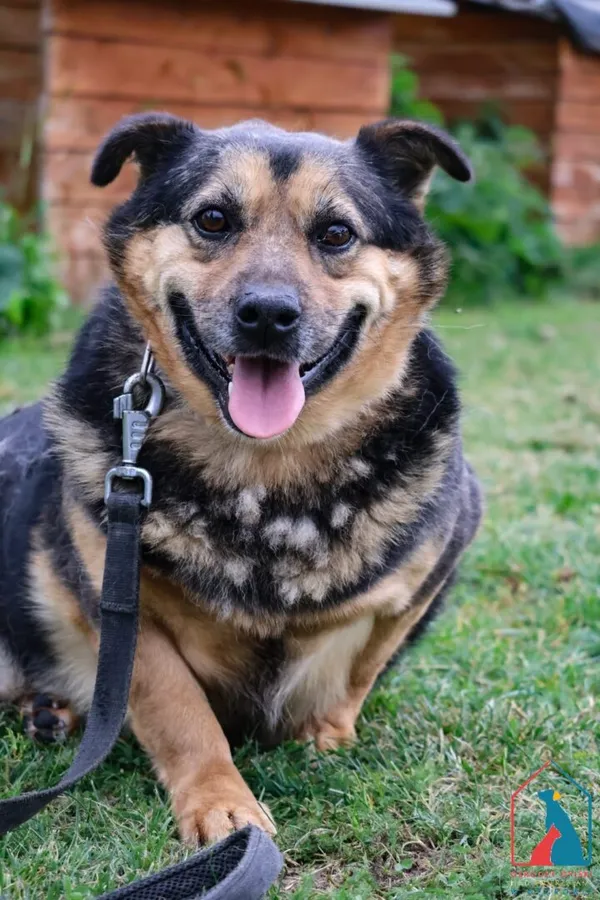 Pies do adopcji, Grudziądz, 19 sierpnia 2024 (5/5)