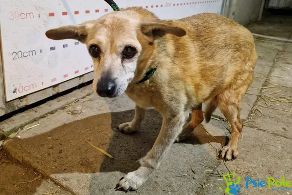 Znaleziono psa, Racławice, 10 lutego 2025