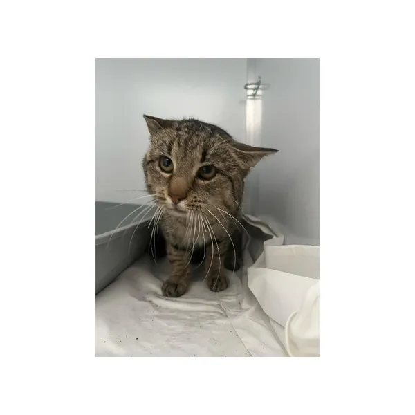 Znaleziono kota, Białystok, 15 lutego 2025