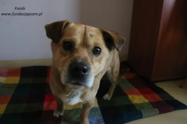 Pies do adopcji, Nowy Dwór Mazowiecki, 17 lutego 2025 (3/5)