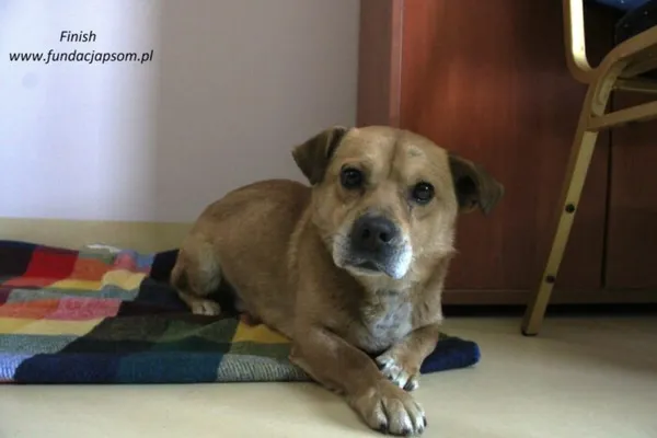 Pies do adopcji, Nowy Dwór Mazowiecki, 17 lutego 2025 (4/5)
