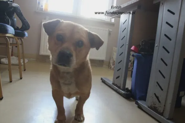 Pies do adopcji, Nowy Dwór Mazowiecki, 17 lutego 2025 (5/5)