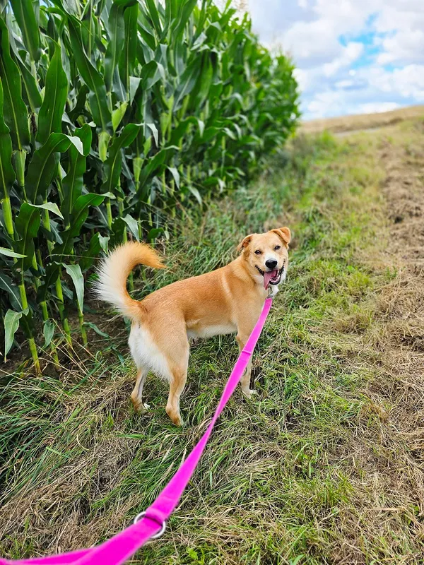 Pies do adopcji, Orzechowce, 17 lutego 2025 (5/5)