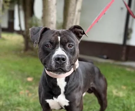 Pies do adopcji, Kraków, 2 lutego 2025