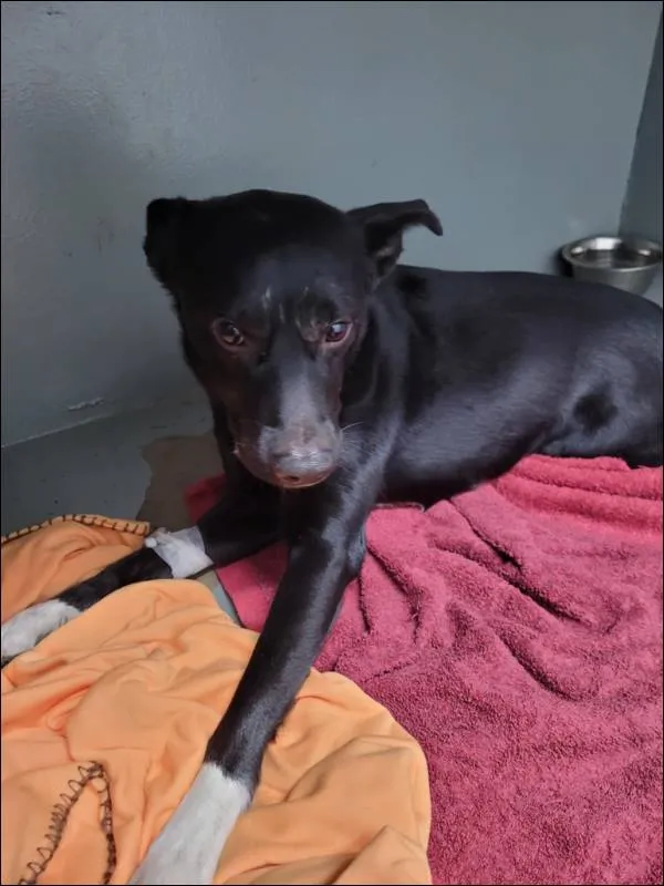 Znaleziono psa, Grudziądz, 17 lutego 2025