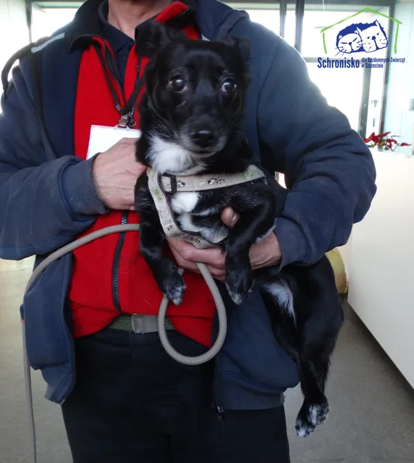 Znaleziono psa, Szczecin, 17 lutego 2025 (1/2)