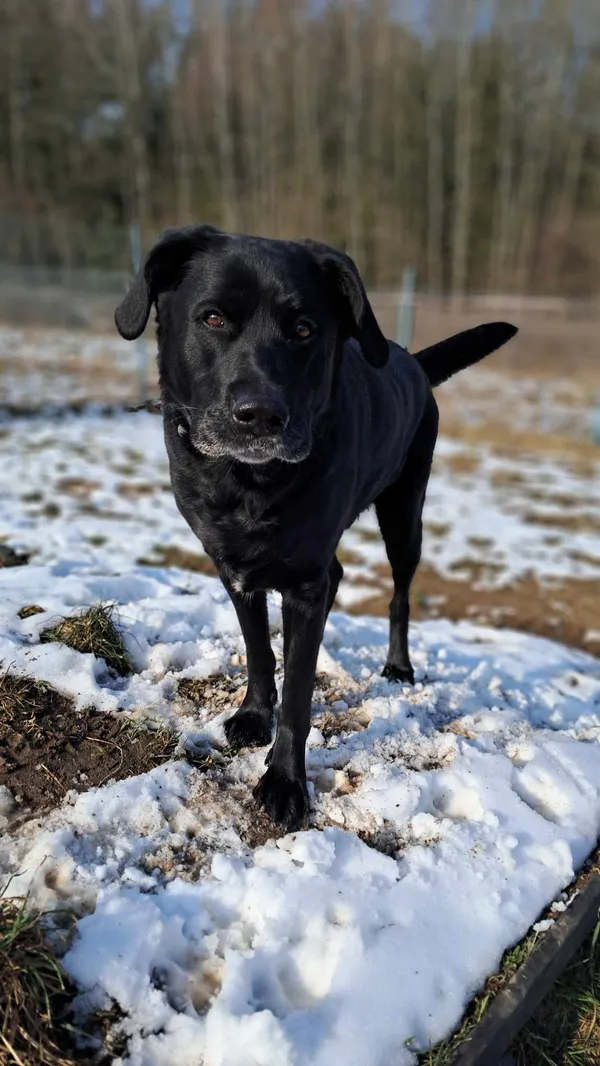 Pies do adopcji, Olsztyn, 14 lutego 2025 (1/5)