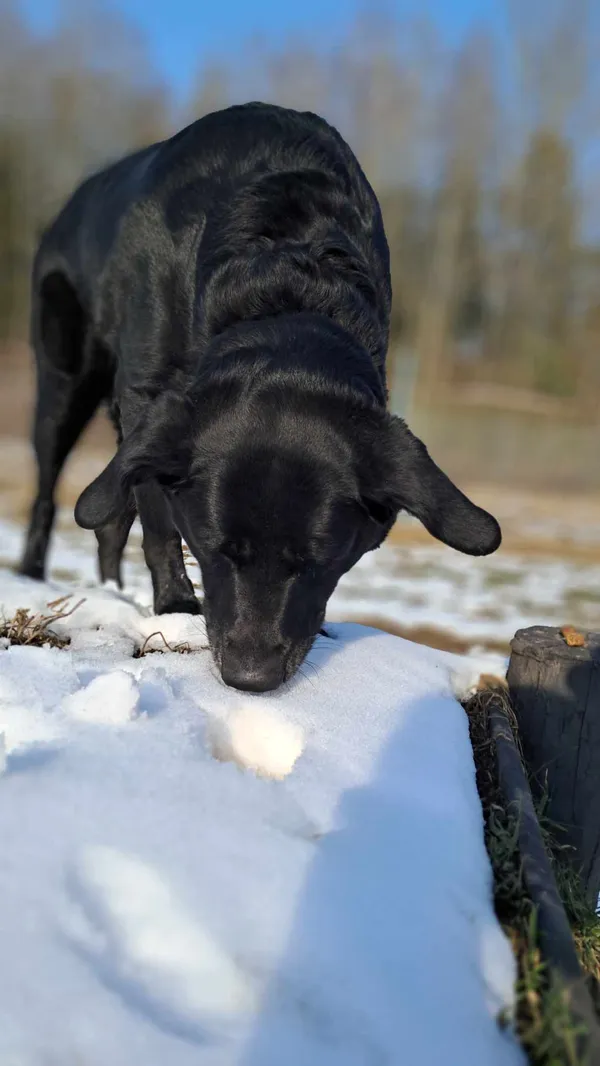 Pies do adopcji, Olsztyn, 14 lutego 2025 (3/5)