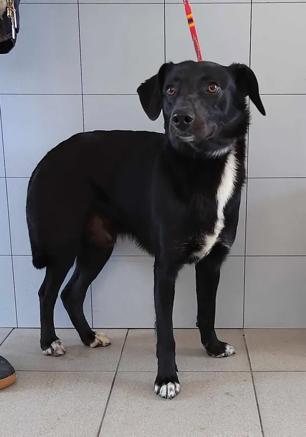 Znaleziono psa, Lublin, 17 lutego 2025