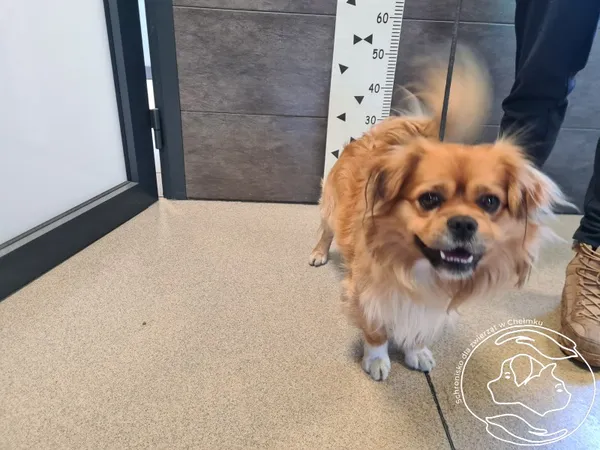 Znaleziono psa, Chełmek, 17 lutego 2025