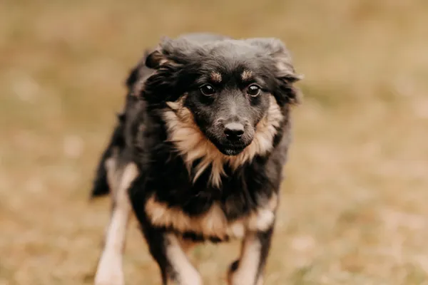 Pies do adopcji, Czartki, 17 lutego 2025 (4/5)