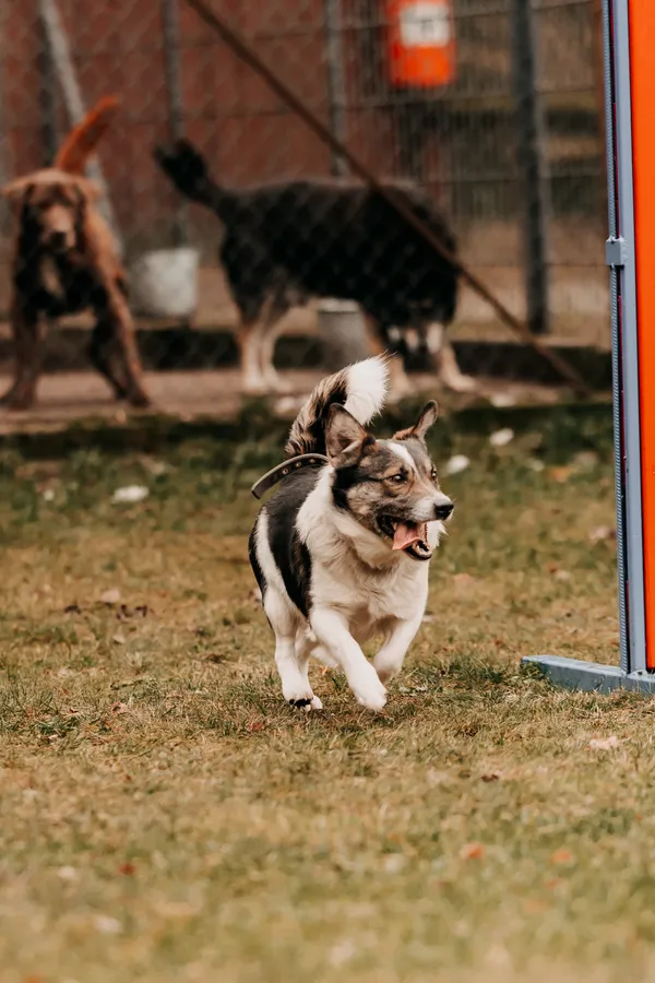 Pies do adopcji, Czartki, 17 lutego 2025 (1/5)