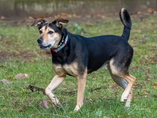 Pies do adopcji, Sopot, 16 lutego 2025 (2/4)