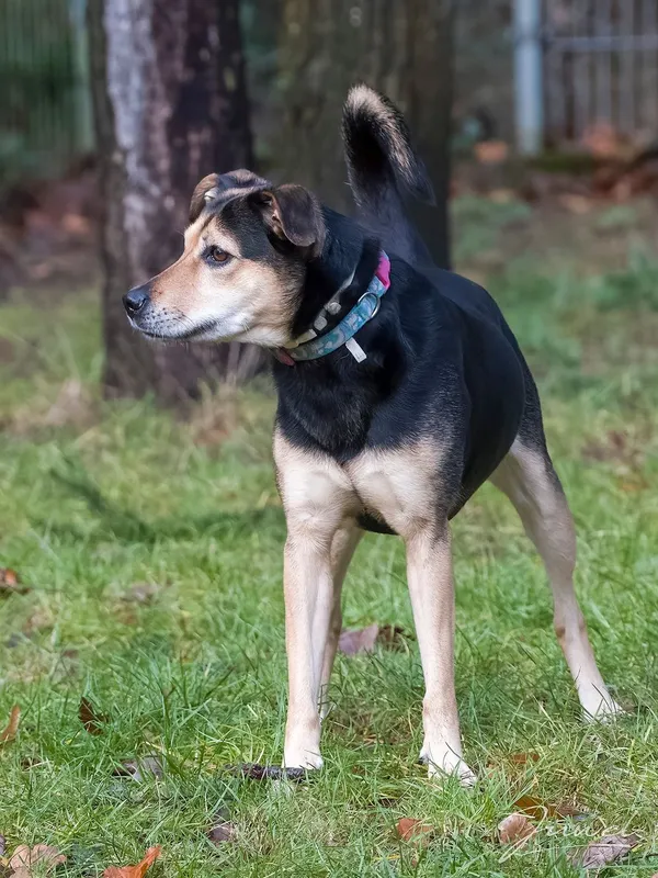 Pies do adopcji, Sopot, 16 lutego 2025 (3/4)