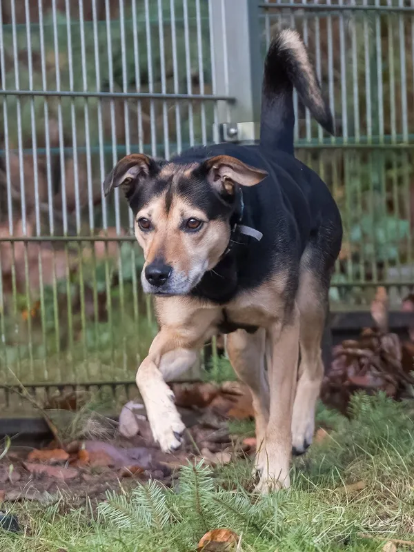 Pies do adopcji, Sopot, 16 lutego 2025 (4/4)