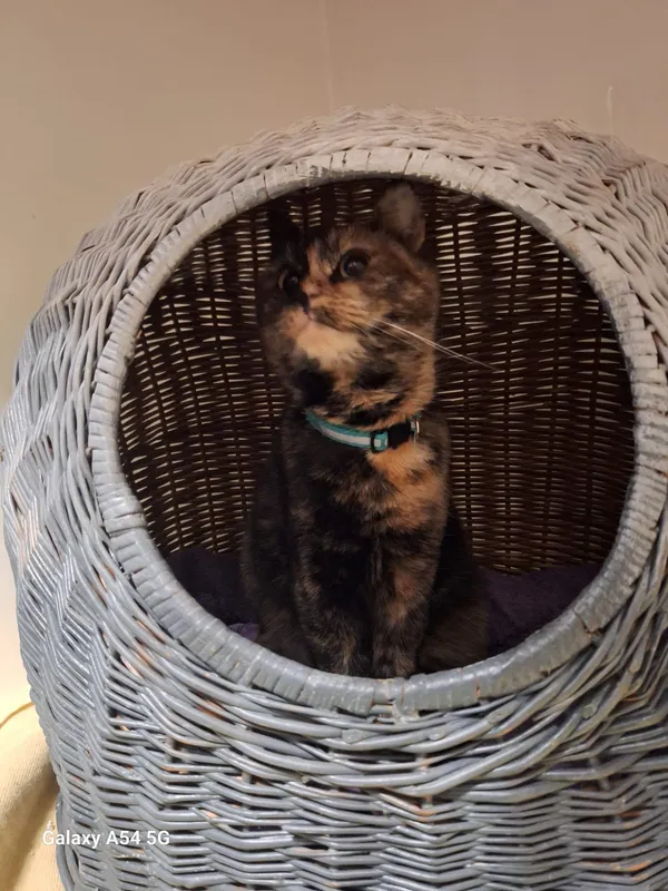 Kot do adopcji, Orzechowce, 16 lutego 2025 (2/2)