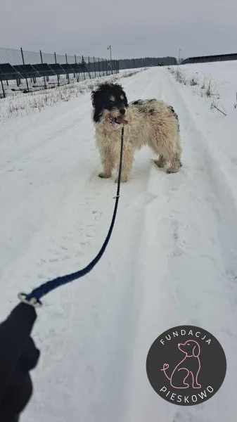 Pies do adopcji, Wolsztyn, 16 lutego 2025